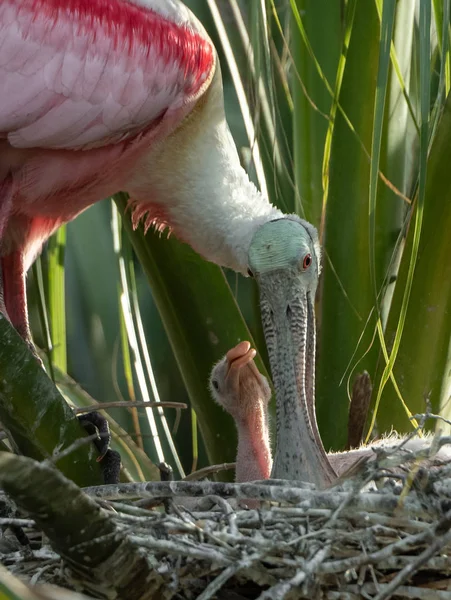 Una Espátula Rosada Florida — Foto de Stock