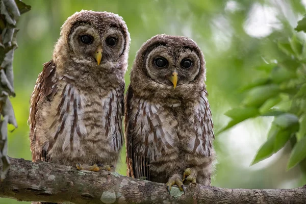 Barred Owl Everglades Florida — Stock Photo, Image