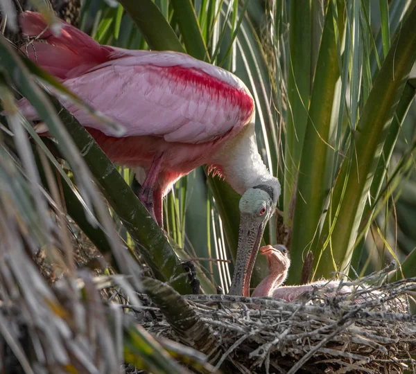 Una Espátula Rosada Florida — Foto de Stock