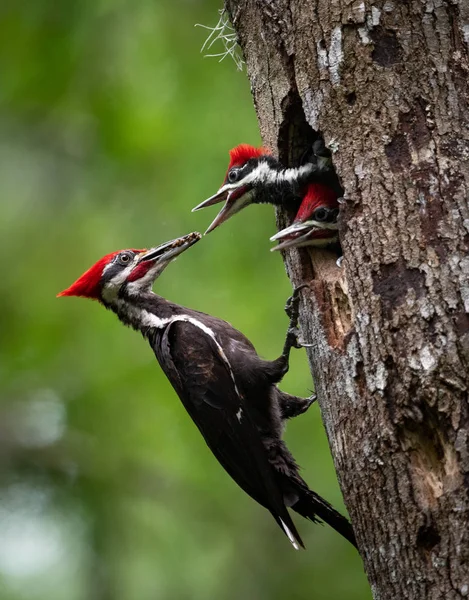 Pileated Woodpecker Nest Florydzie — Zdjęcie stockowe