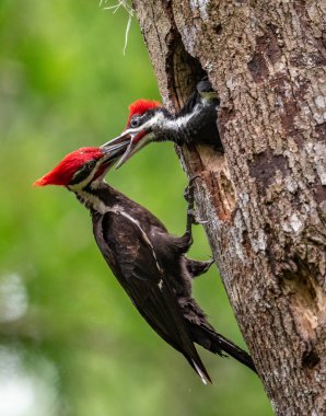 Florida'da Pileated Ağaçkakan Yuvası 