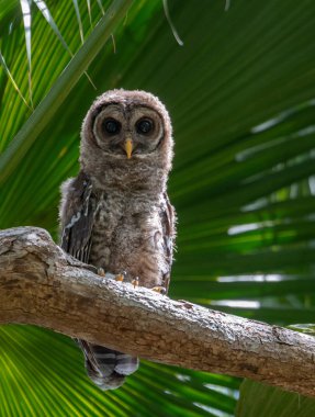 Everglades,Florida'da Çubuklu Baykuş 