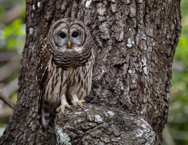 Everglades,Florida'da Çubuklu Baykuş 