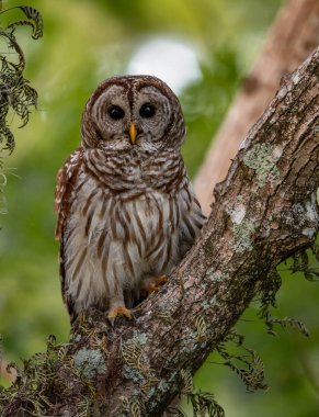 Everglades,Florida'da Çubuklu Baykuş 