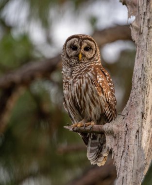 Everglades,Florida'da Çubuklu Baykuş 