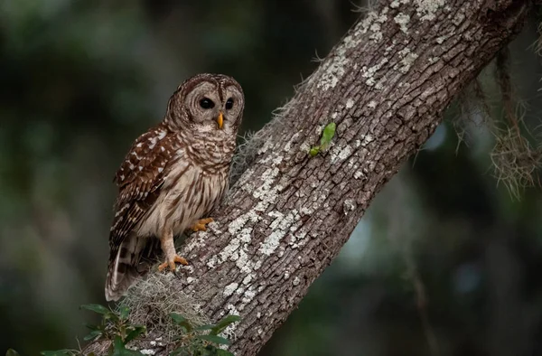 Barred Sowa Everglades Florida — Zdjęcie stockowe