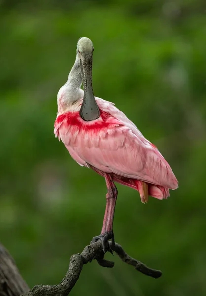 Una Espátula Rosada Florida — Foto de Stock