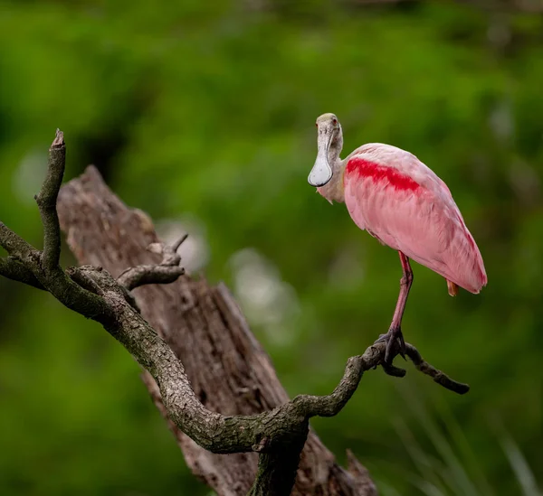 Una Espátula Rosada Florida — Foto de Stock