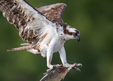 Güney Florida'daki Osprey