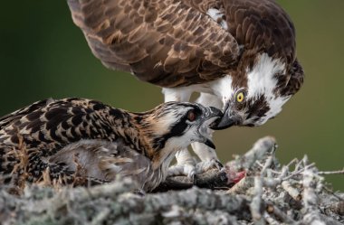 Güney Florida'daki Osprey