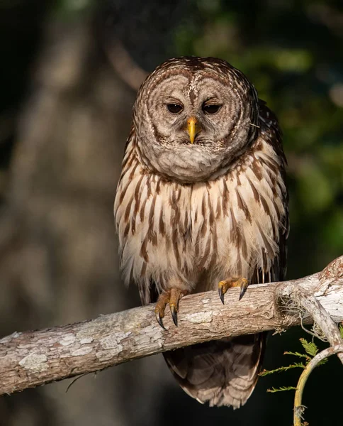 Bandad Uggla Everglades Florida — Stockfoto