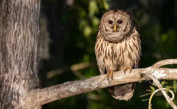 Barred Owl Nelle Everglades Florida — Foto Stock