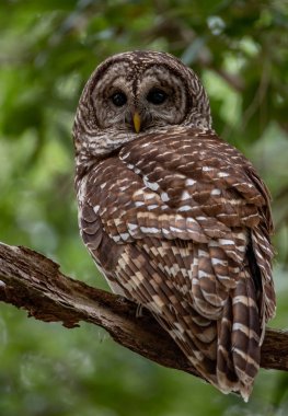 Everglades,Florida'da Çubuklu Baykuş 