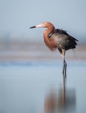Florida'da sahilde kırmızımsı bir egret