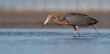 Florida'da sahilde kırmızımsı bir egret
