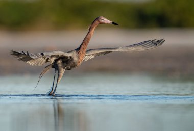 Florida'da Sahilde Reddish Egret 