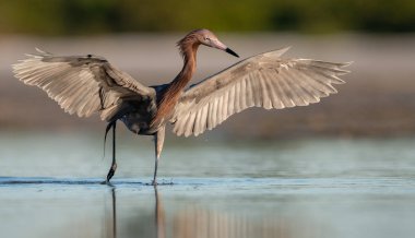 Florida'da Sahilde Reddish Egret 