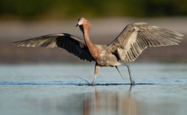Florida'da Sahilde Reddish Egret 