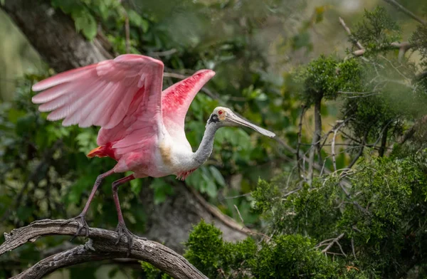 Spoonbill Rosado Norte Florida — Foto de Stock