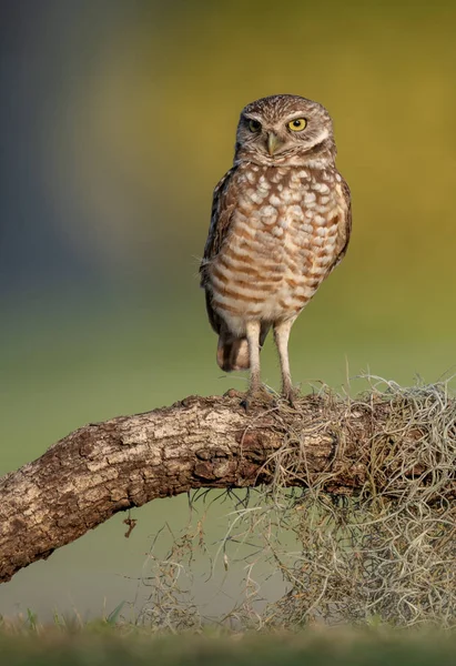 Burrowing Owl Cape Coral — Stock Photo, Image