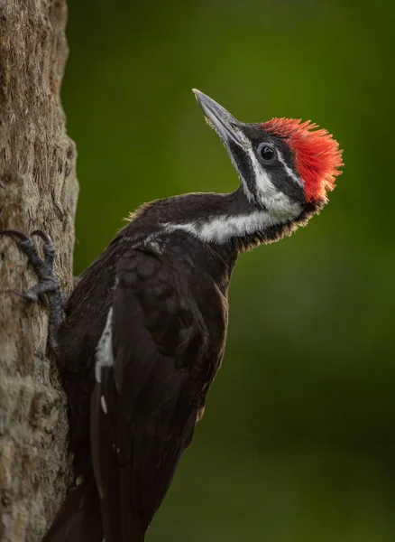 Pileated Hackspett Södra Florida — Stockfoto