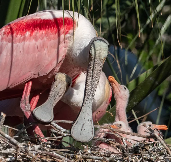 Spoonbill Rosado Norte Florida — Foto de Stock