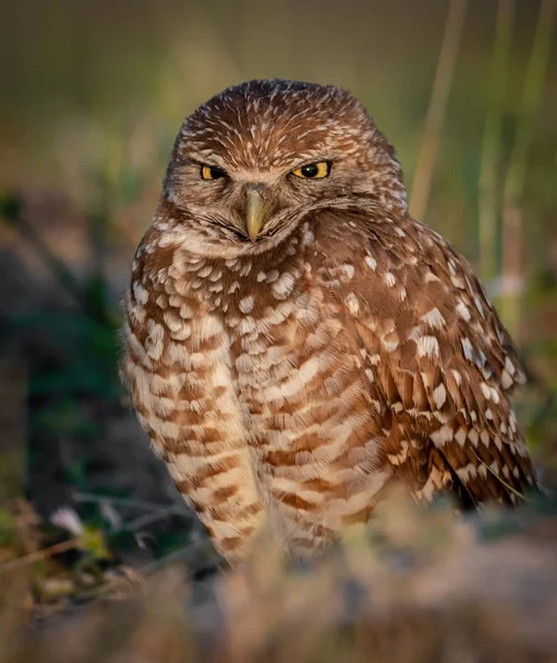 Burrowing Owl Cape Coral — Stock Photo, Image