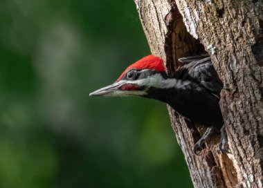 Pileated Woodpecker in Southern Florida clipart