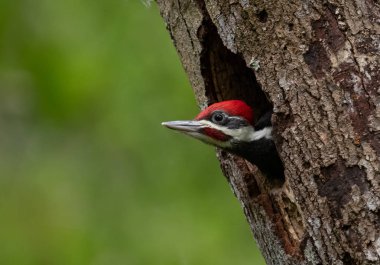 Güney Florida 'da dağılmış ağaçkakan