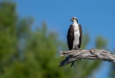 Güney Florida'daki Osprey