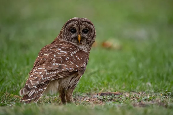 Barred Owl in the Everglades, Florida