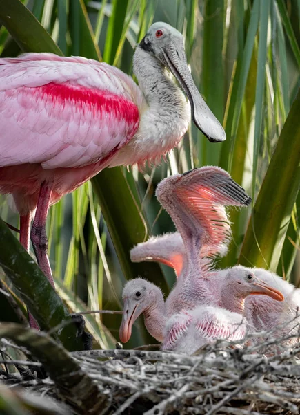 Kuzey Florida'da Roseate Spoonbill