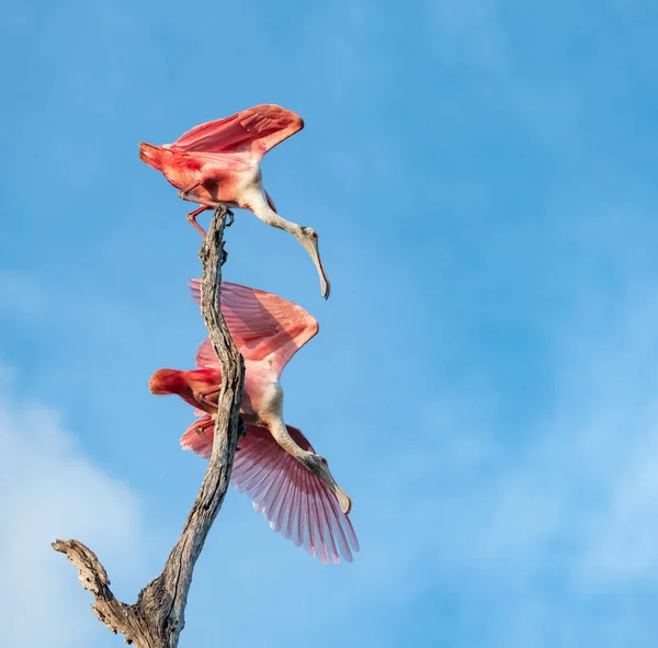 Roseate Spoonbill Northern Florida Stock Image