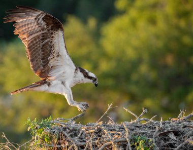 Florida'nın merkezinde bir osprey 