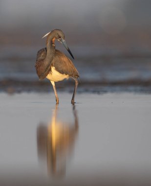 Florida'da üç renkli bir balıkçıl 