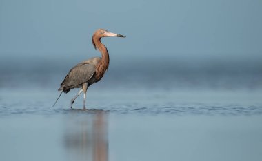 Florida'da sahilde kırmızımsı bir egret