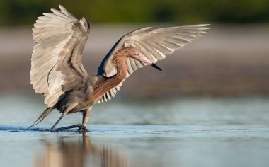 Florida'da sahilde kırmızımsı bir egret