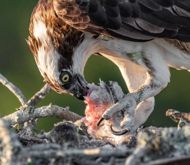 Florida'nın merkezinde bir osprey 