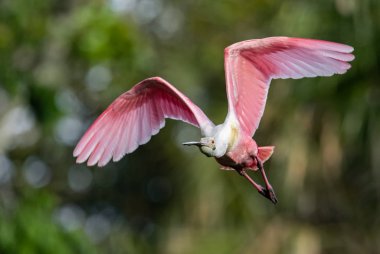 Florida 'da Roseate Spoonbill Portresi