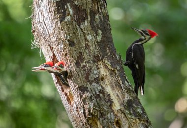 Florida'da Pileated Ağaçkakan Yuvası