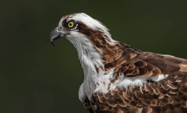 Güneybatı Florida'da bir osprey 