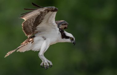 Güneybatı Florida'da bir osprey 