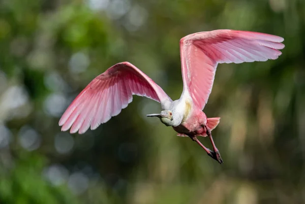 Roseate Spoonbill Retrato Florida — Foto de Stock