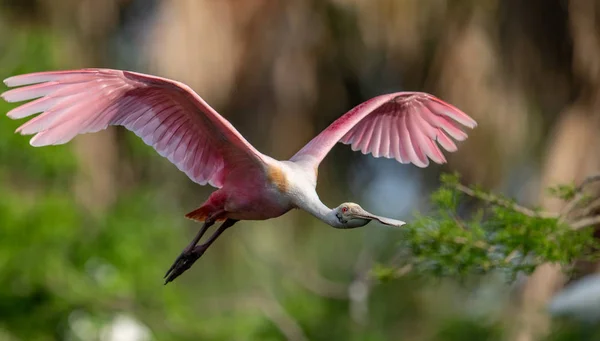 Florida 'da Roseate Spoonbill Portresi