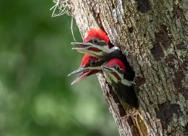 Florida'da Pileated Ağaçkakan Yuvası