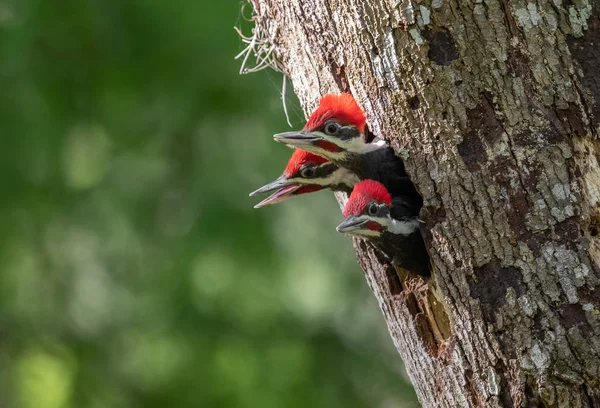 Pileated Woodpecker Nest Florida — Stockfoto