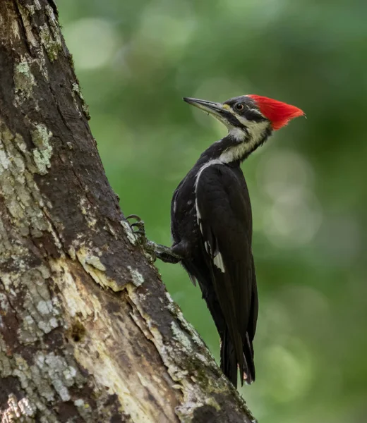 Pileated Woodpecker Nest Florida — Stockfoto