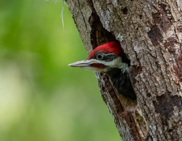 Florida'da Pileated Ağaçkakan Yuvası