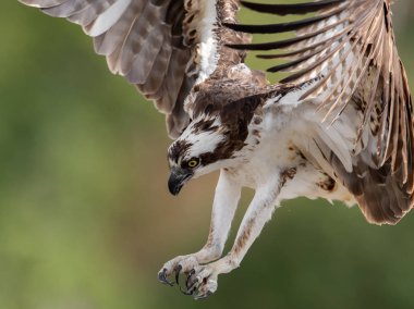Güneybatı Florida'da bir osprey 