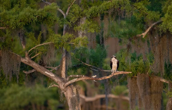 An osprey in southwest Florida